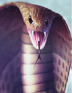 Picture of a poised Cobra