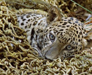 Leopard in net